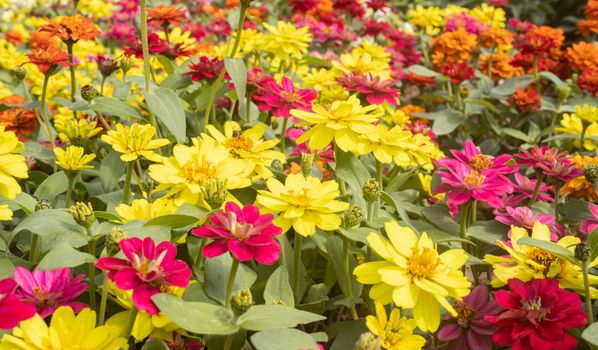 Yellow Magenta Zinnia Flower in Garden Background with Natural Light