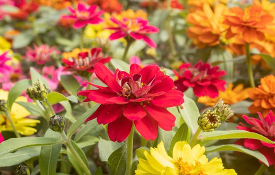 Red Zinnia Flower in Garden Background with Natural Light