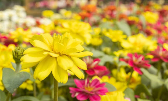 Yellow Zinnia Flower in Garden Background with Natural Light on Left Frame