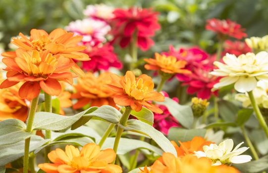 Orange Zinnia Flower in Garden Background with Natural Light