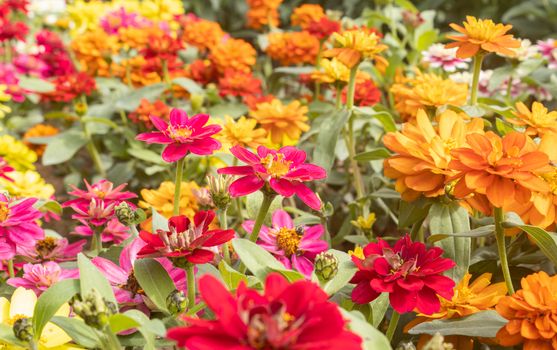 Magenta Zinnia Flower in Garden Background with Natural Light