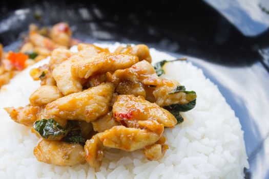 Stir-Fried Chicken and Holy Basil on Rice or Thai Food Recipe Left Frame. Stir-Fried Chicken and Holy Basil with white rice on black dish