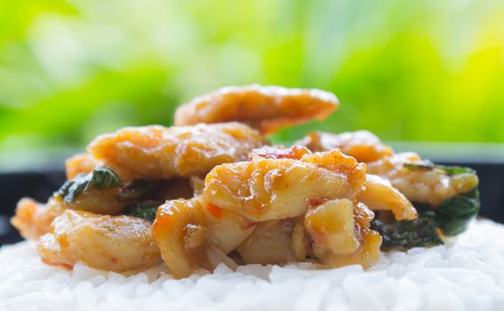 Stir-Fried Chicken and Holy Basil on Rice or Thai Food Recipe Side View. Stir-Fried Chicken and Holy Basil with white rice on black dish