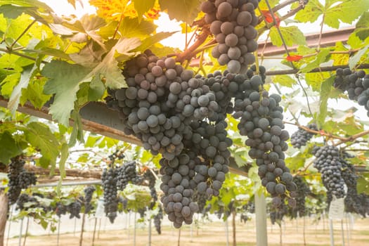 Black Grape Bunch with Grape Leaves in Vineyard with Natural Light on Center Frame