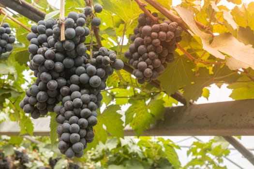 Two Black Grape Bunch with Grape Leaves in Vineyard with Natural Light on Left Frame