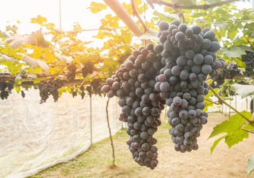 Black Grape Bunch with Grape Leaves in Vineyard with Natural Light on Right Frame