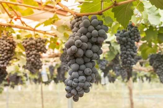 One Black Grape Bunch with Grape Leaves in Vineyard with Natural Light on Center Frame