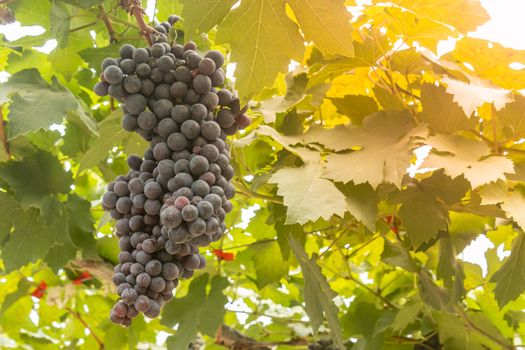 One Black Grape Bunch with Grape Leaves in Vineyard with Natural Light on Left Frame