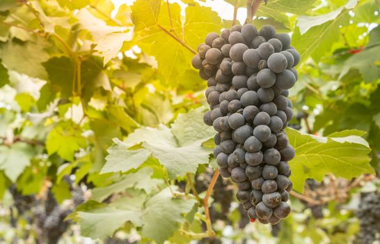 One Black Grape Bunch with Grape Leaves in Vineyard with Natural Light on Side view at Right Frame