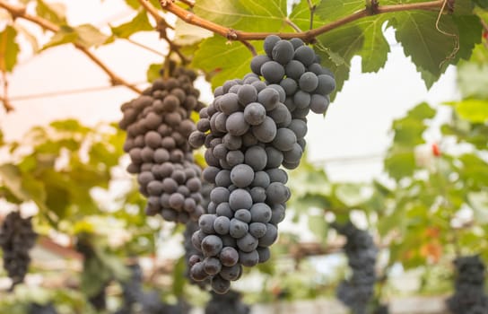 One Black Grape Bunch with Grape Leaves in Vineyard with Natural Light on Center Frame