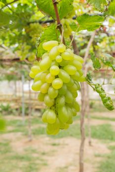 Green grapes in grape garden or vineyard. Green grapes with green leaf. Green grape vineyard in sunshine day. Ripe green grape for health or diet portrait view