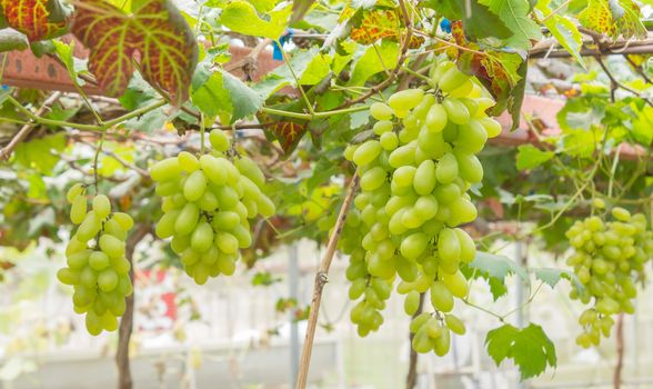 Green grapes in grape garden or vineyard. Green grapes with green leaf. Green grape vineyard in sunshine day. Ripe green grape for health or diet with vine