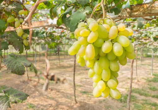 Green grapes in grape garden or vineyard. Green grapes with green leaf. Green grape vineyard in sunshine day. Ripe green grape for health or diet right position