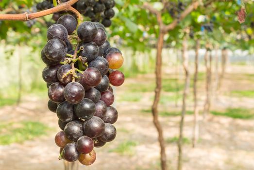 Red grapes in grape garden or vineyard. Red grapes with green leaf. Red grape vineyard in sunshine day. Ripe red grape for health or diet left position