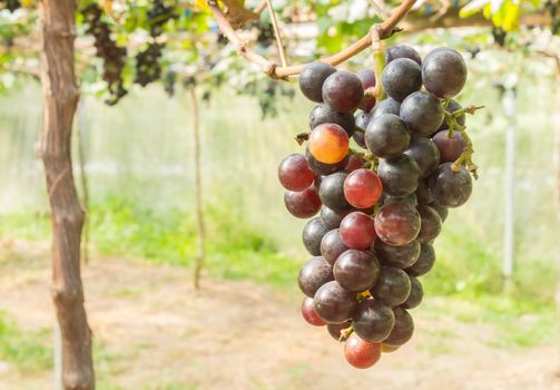 Red grapes in grape garden or vineyard. Red grapes with green leaf. Red grape vineyard in sunshine day. Ripe red grape for health or diet right position