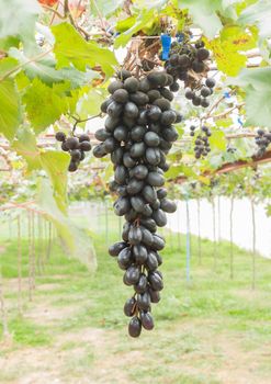 Black grapes in grape garden or vineyard. Black grapes with green leaf. Black grape vineyard in sunshine day. Ripe black grape for health 
or diet portrait view