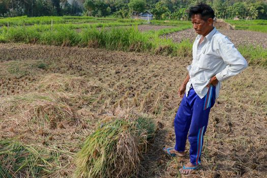 Farmers harvesting rice field. Threshing rice, Farmer manual rice harvest. An elderly Balinese man ties a sheaf.