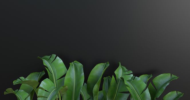 3d rendering of banana leaves and black background.