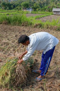 Farmers harvesting rice field. Threshing rice, Farmer manual rice harvest. An elderly Balinese man ties a sheaf.