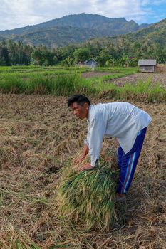 Farmers harvesting rice field. Threshing rice, Farmer manual rice harvest. An elderly Balinese man ties a sheaf.