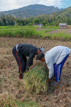 Balinese rice farmer at work harvesting ripe rice on a beautiful sunny day. Two men working in the field. A younger man helps an older one to pick up a sheaf of grass.