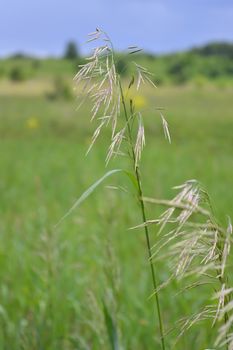 grass on green field, shallow DOF