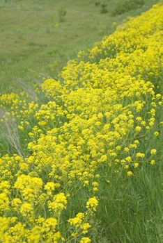 yellow wild flowers on field, shallow DOF