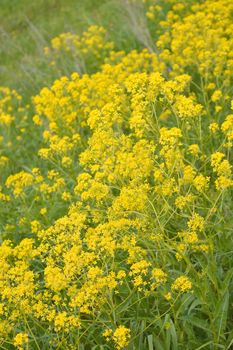 yellow wild flowers on field, shallow DOF