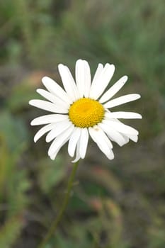 Daisy flower macro view, shallow DOF
