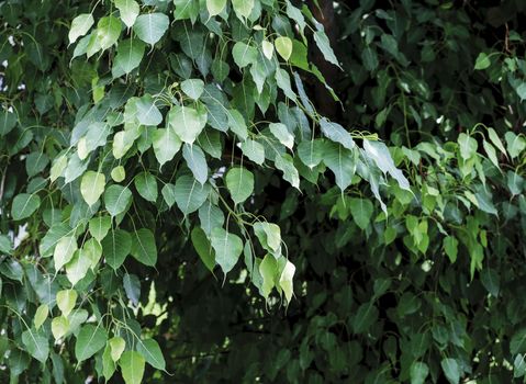 Close up bodhi leaves background