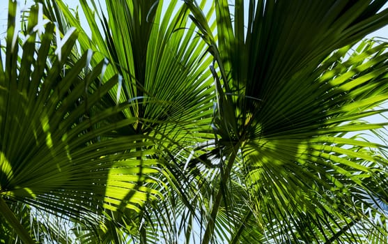 Palm leaves with sunlight in the garden Tropical leaf background