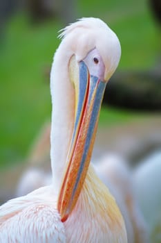 Pelicans are a large water birds. They are characterized by a long beak and a large throat pouch used for catching prey and draining water from the scooped-up contents before swallowing