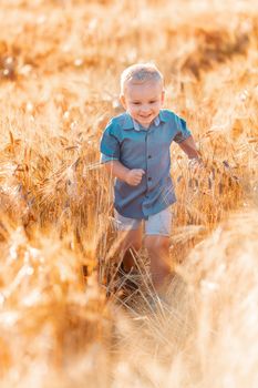 Cute baby boy running down golden wheat field at the sunset