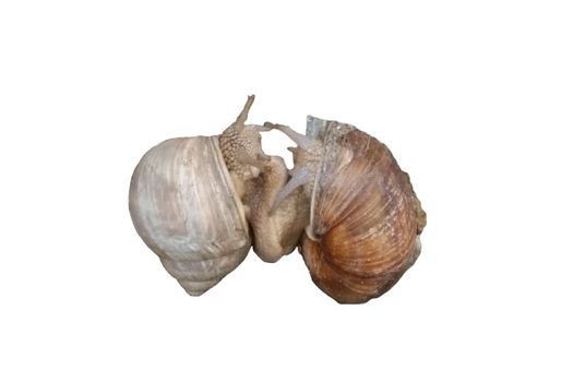 Two vine snails during lovemaking