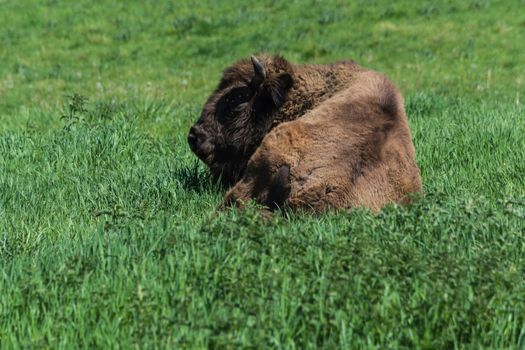Bison in glacial wild reserve in the Neander Valley in a green meadow