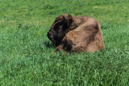 Large adult American buffalo or bison, lying on green prairie grass.