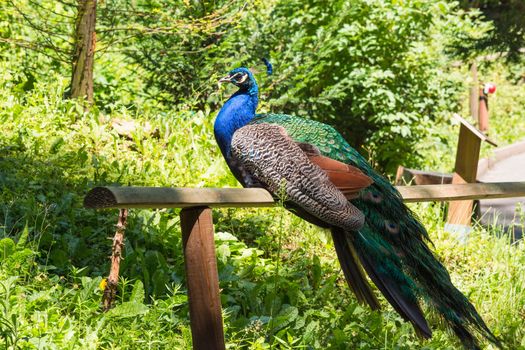 Beautiful big peacock sitting on a wooden fence.