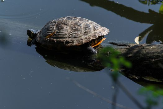 Beautiful sea turtle on a log