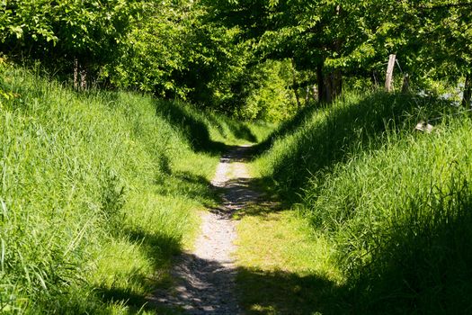 Fairytale forest landscape alley way outdoor space park nature landscape environment with path for walking among trees and sunbeams