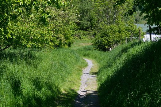 Fairytale forest landscape alley way outdoor space park nature landscape environment with path for walking among trees and sunbeams