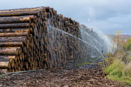 Wood yard business. Wood stacked outdoors. Concept forest industry environment.
Felled tree trunks are sprayed with water to protect them against wood pests