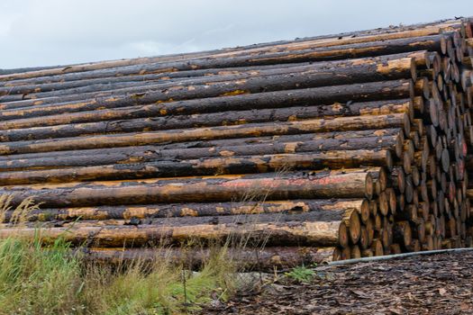 Wood yard business. Wood stacked outdoors. Concept forest industry environment.
Felled tree trunks are sprayed with water to protect them against wood pests