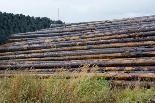 Wood yard business. Wood stacked outdoors. Concept forest industry environment.
Felled tree trunks are sprayed with water to protect them against wood pests