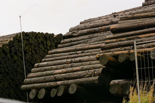 Wood yard business. Wood stacked outdoors. Concept forest industry environment.
Felled tree trunks are sprayed with water to protect them against wood pests