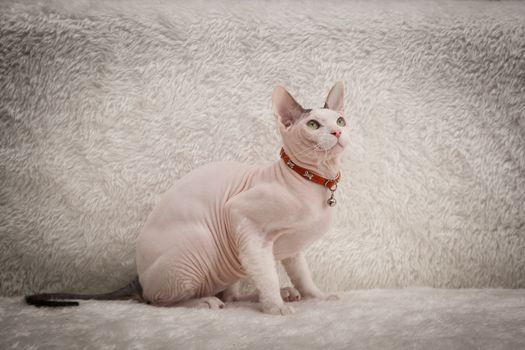 Bald Sphynx cat on a soft sofa