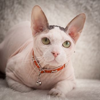 Bald Sphynx cat on a soft sofa