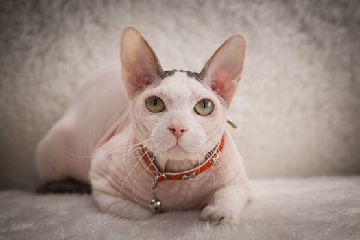 Bald Sphynx cat on a soft sofa