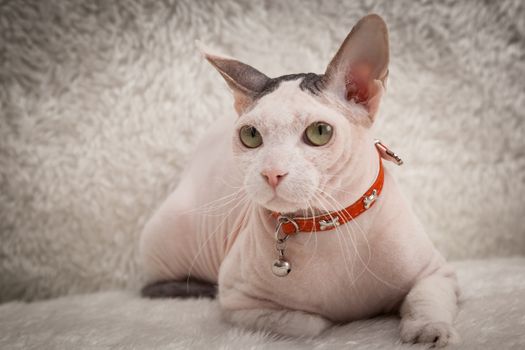 Bald Sphynx cat on a soft sofa