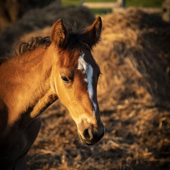 Outdoor portrait of a sweet pinto colored, brown and white, Icelandic horse foal in evening sunlight looking into the camera