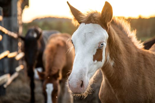 Outdoor portrait of a sweet pinto colored, brown and white, Icelandic horse foal in evening sunlight looking into the camera